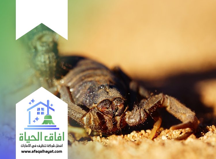 شركة مكافحة العقارب في راس الخيمة