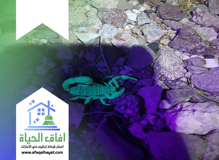 شركة مكافحة العقارب في راس الخيمة