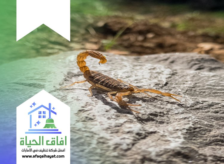 شركة مكافحة العقارب في ام القيوين