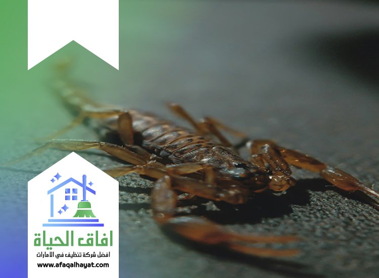 شركة مكافحة العقارب في ام القيوين