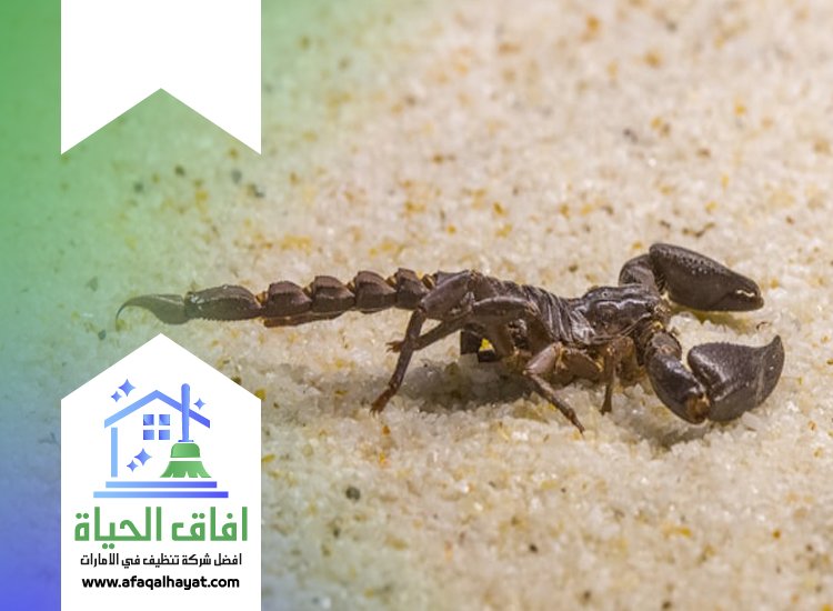 شركة مكافحة العقارب في ام القيوين