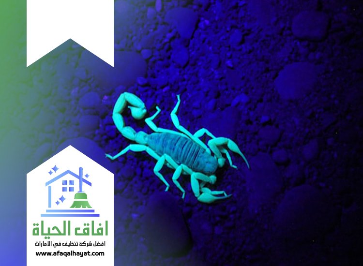 شركة مكافحة العقارب في ام القيوين