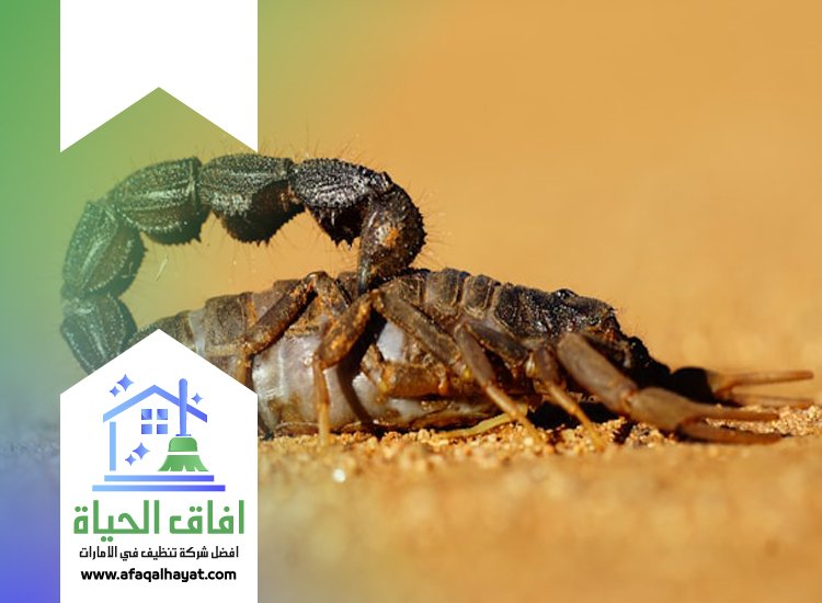 شركة مكافحة العقارب في الفجيرة