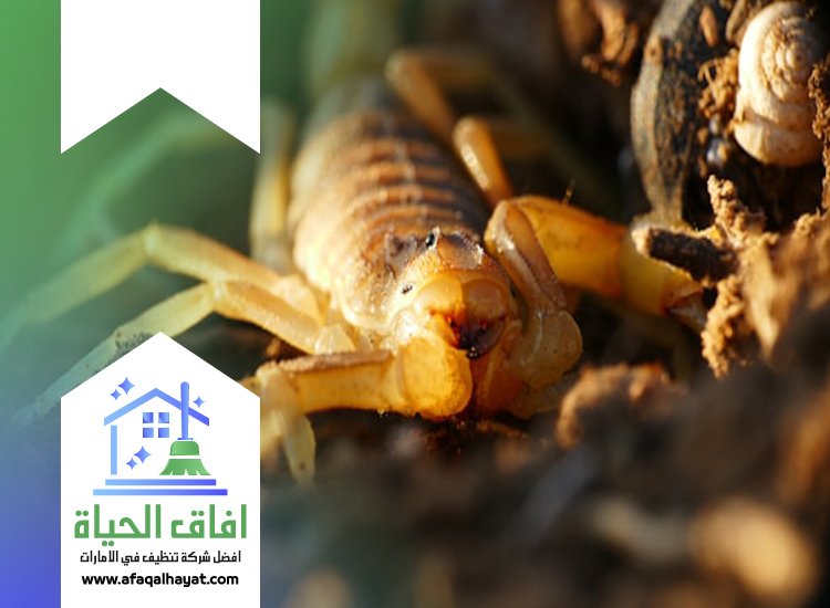 شركة مكافحة العقارب في الفجيرة