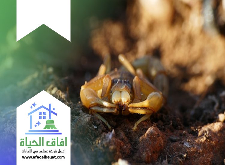 شركة مكافحة العقارب في الفجيرة