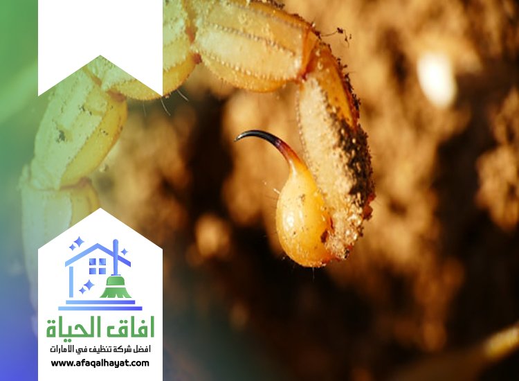 شركة مكافحة العقارب في الفجيرة