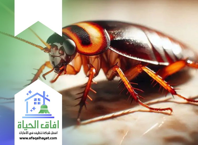 شركة مكافحة صراصير في عجمان