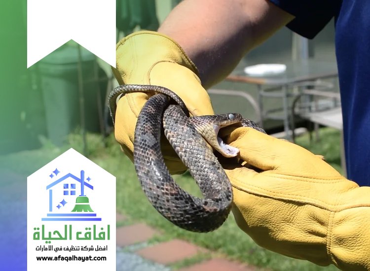 شركة مكافحة الثعابين في ام القيوين