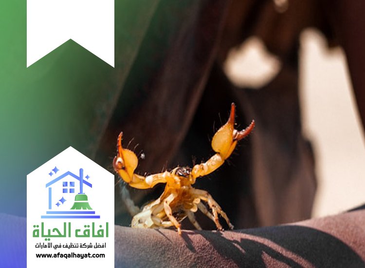 شركة مكافحة العقارب في عجمان