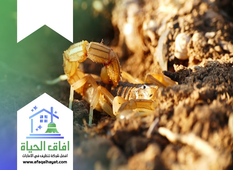 شركة مكافحة العقارب في عجمان