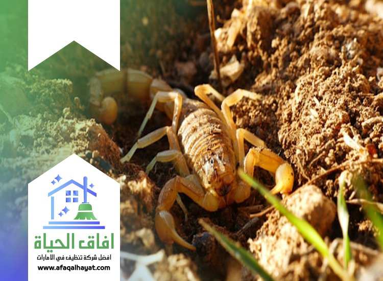 شركة مكافحة العقارب في عجمان