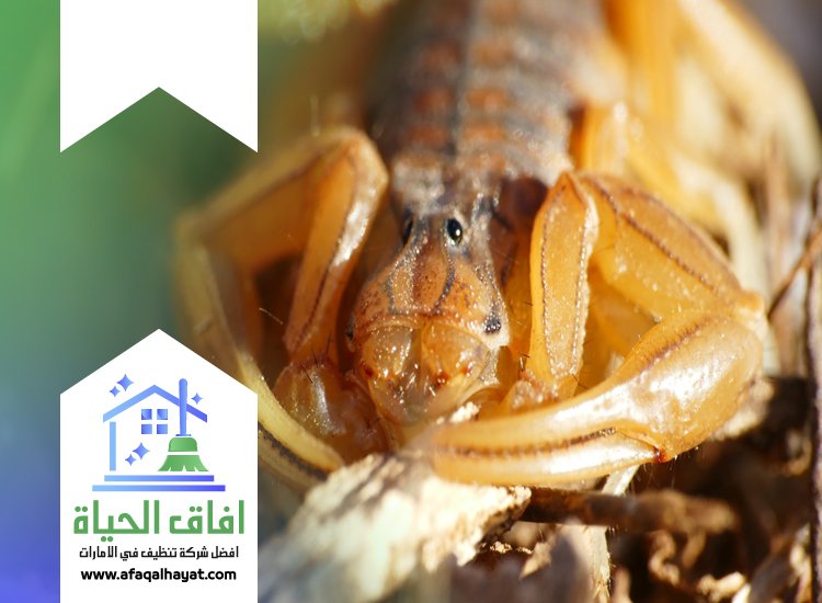 شركة مكافحة العقارب في الشارقة