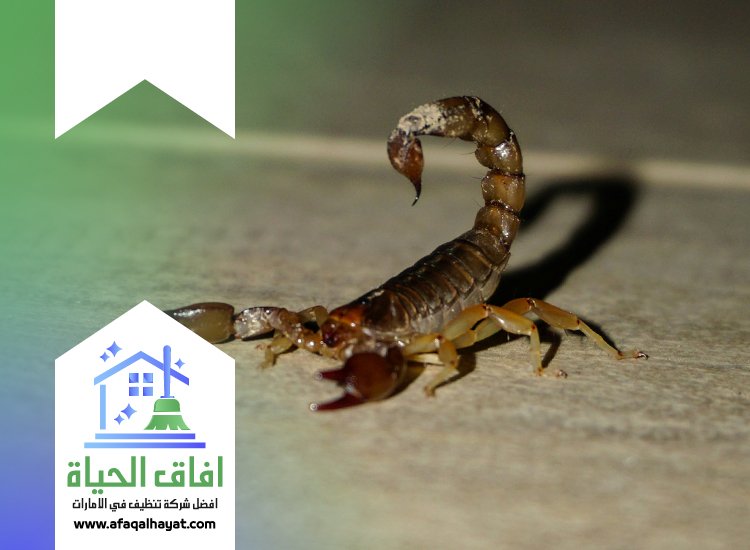 شركة مكافحة العقارب في الشارقة