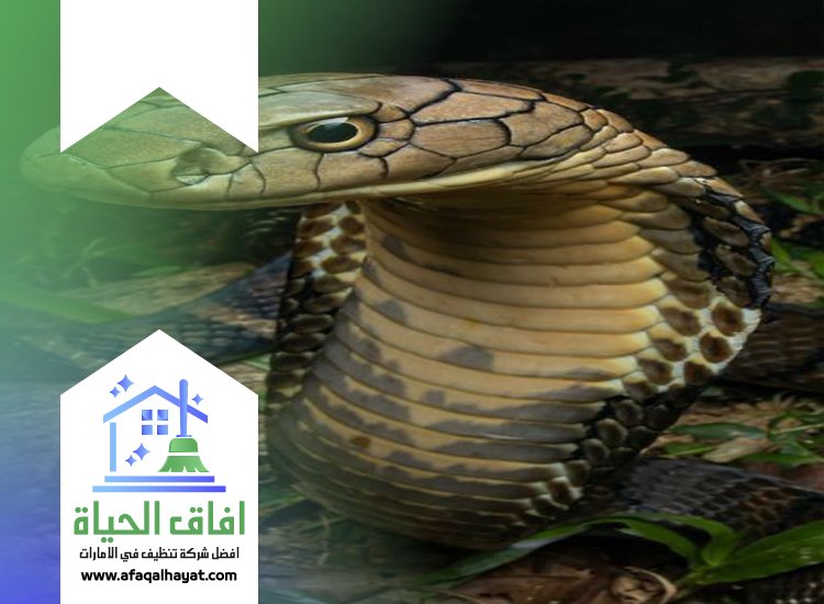 شركة مكافحة الثعابين في الفجيرة