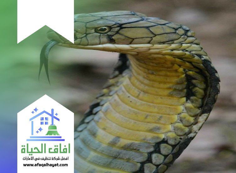 شركة مكافحة الثعابين في الفجيرة