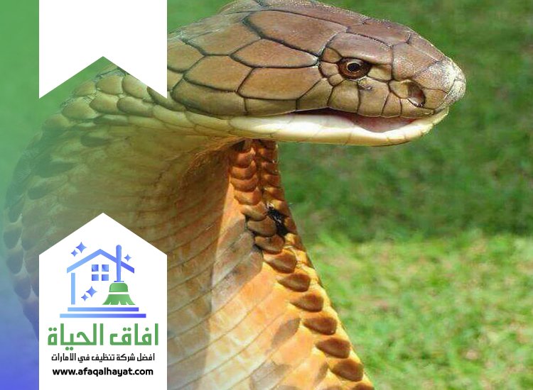 شركة مكافحة الثعابين في الفجيرة