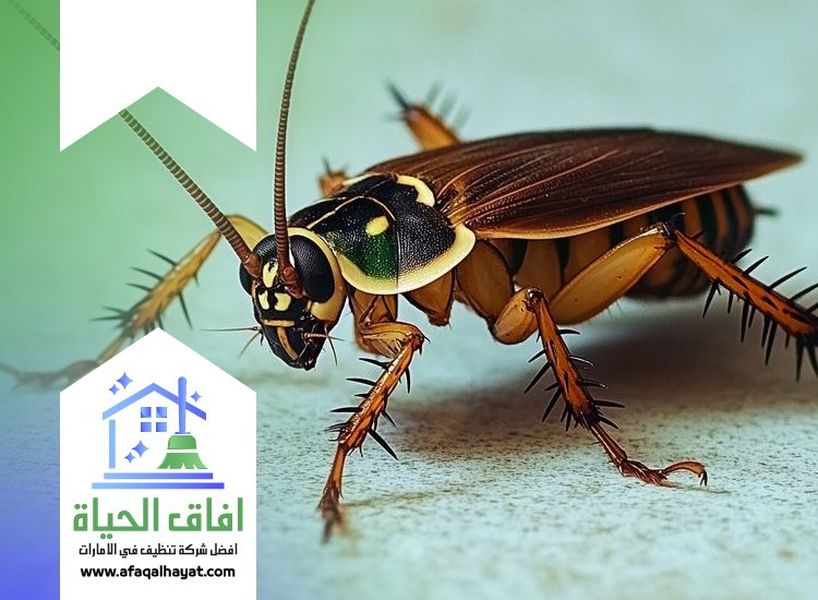 شركة مكافحة صراصير في عجمان