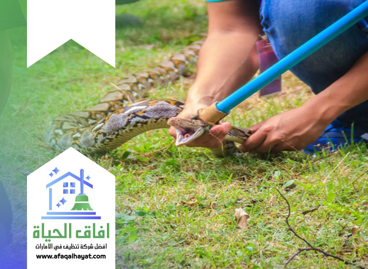 شركة مكافحة الثعابين في ام القيوين