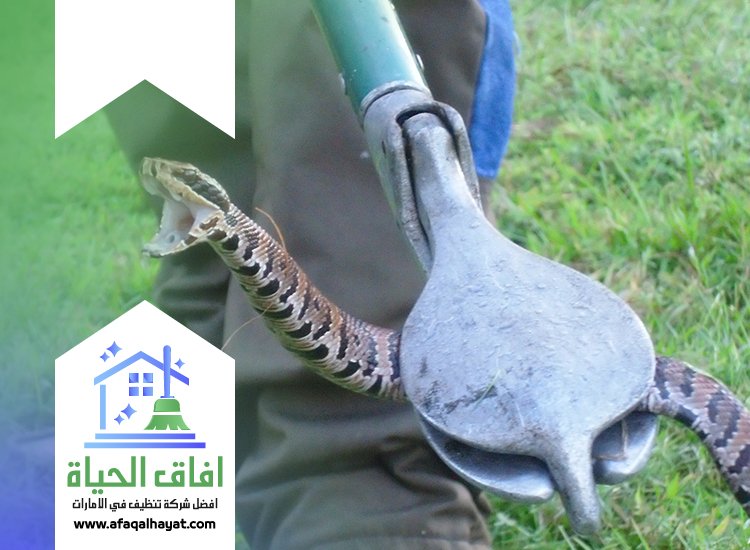 شركة مكافحة الثعابين في ام القيوين