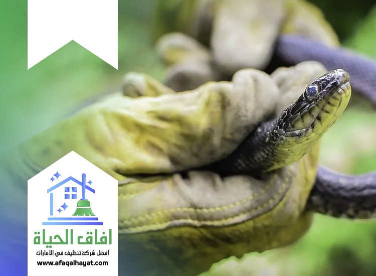 شركة مكافحة الثعابين في ام القيوين