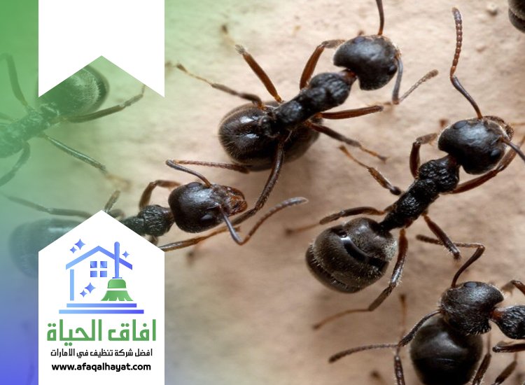 شركة مكافحة النمل في ام القيوين