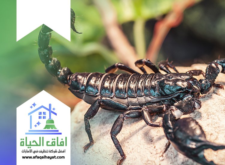 شركة مكافحة العقارب في دبي