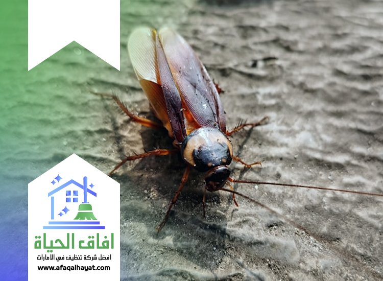 شركة مكافحة صراصير في ام القيوين
