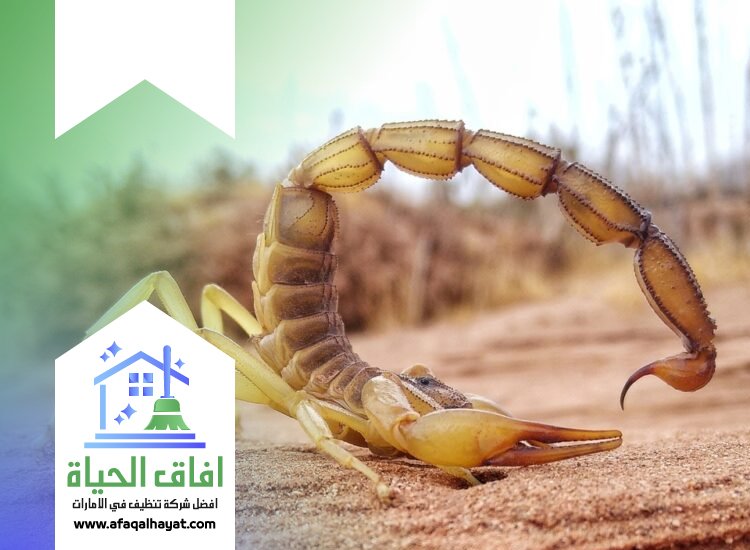 شركة مكافحة العقارب في دبي