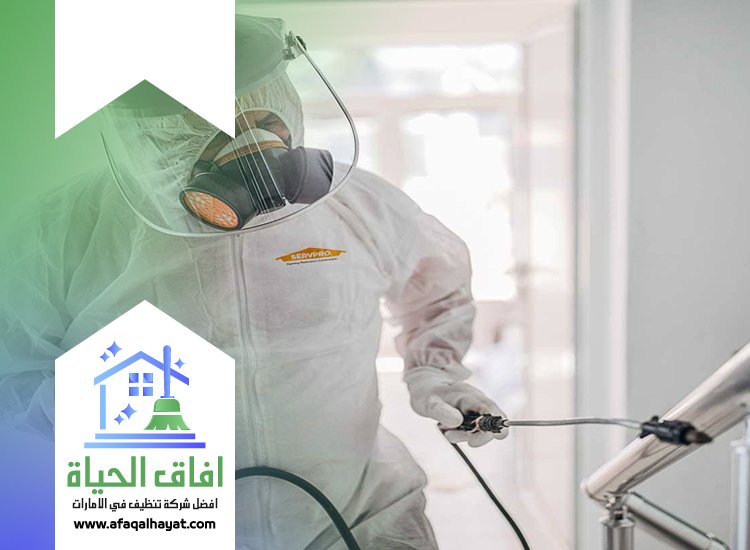 شركة مكافحة حشرات في عجمان