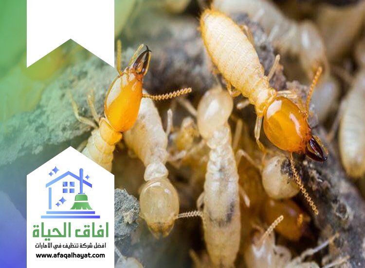 شركة مكافحة الرمة في ام القيوين