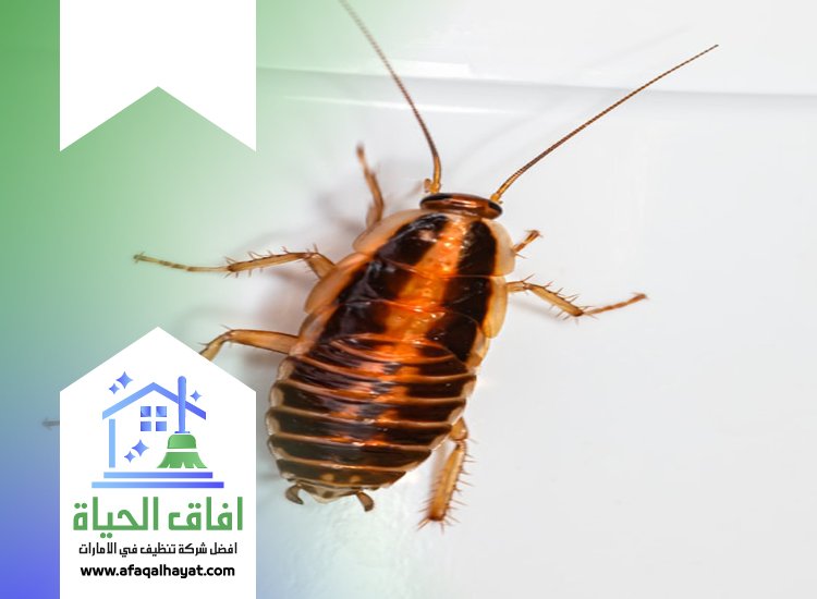 شركة مكافحة صراصير في ام القيوين