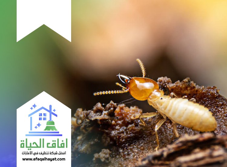 شركة مكافحة الرمة في الشارقة