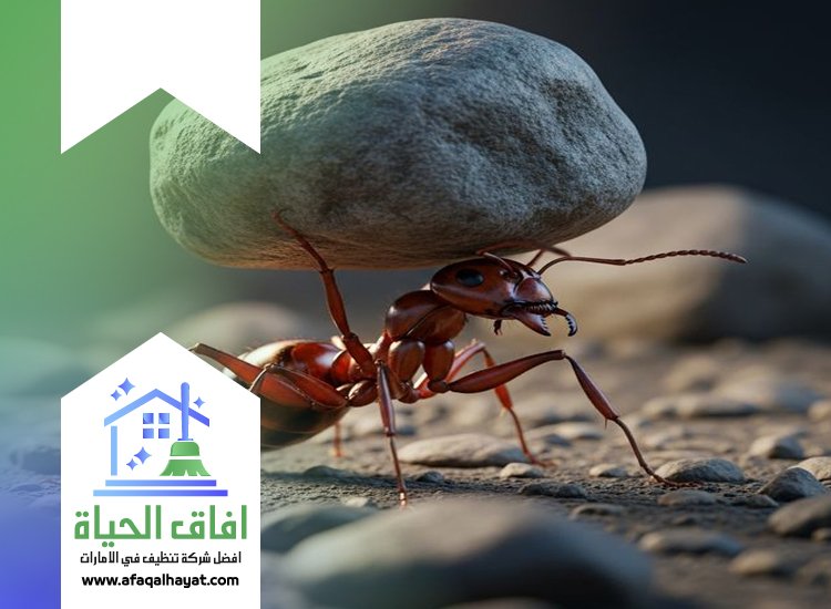 شركة مكافحة الرمة في الفجيرة