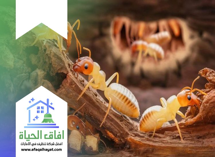 شركة مكافحة الرمة في الفجيرة