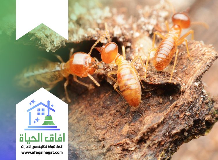 شركة مكافحة الرمة في الفجيرة