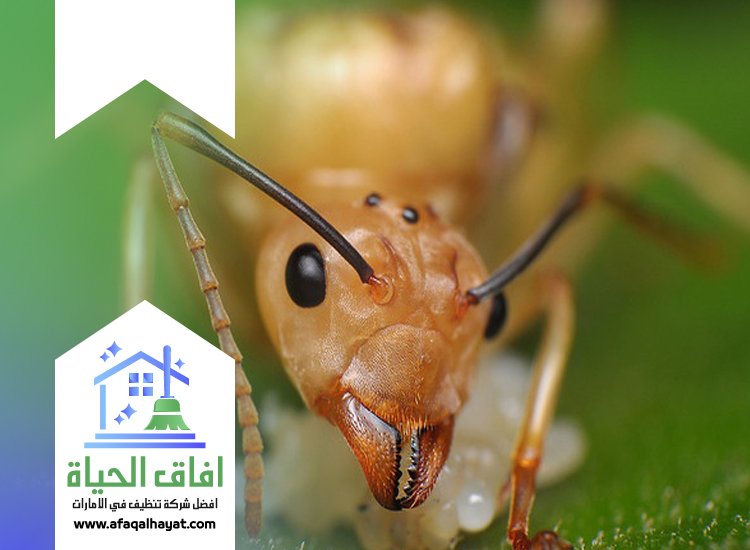 شركة مكافحة الرمة في دبي