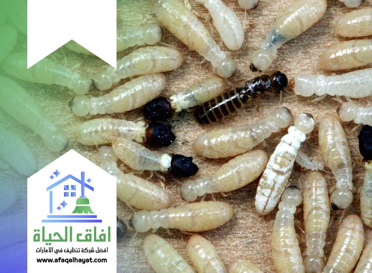 شركة مكافحة الرمة في دبي