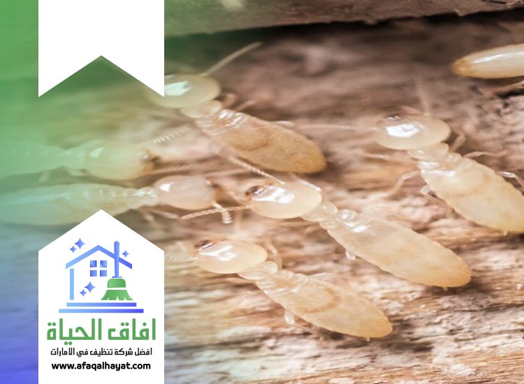 شركة مكافحة الرمة في دبي