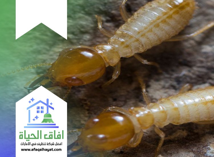 شركة مكافحة الرمة في دبي