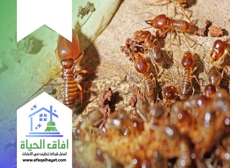 شركة مكافحة الرمة في الشارقة