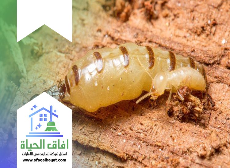 شركة مكافحة الرمة في الشارقة