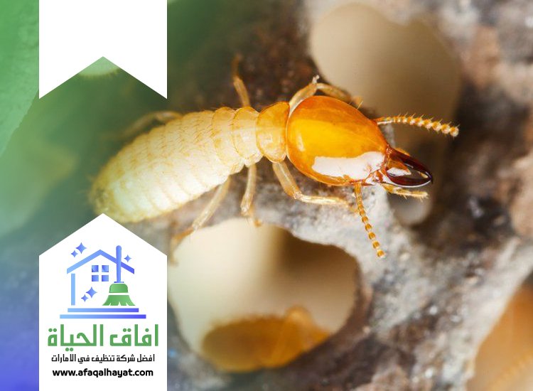 شركة مكافحة الرمة في الشارقة