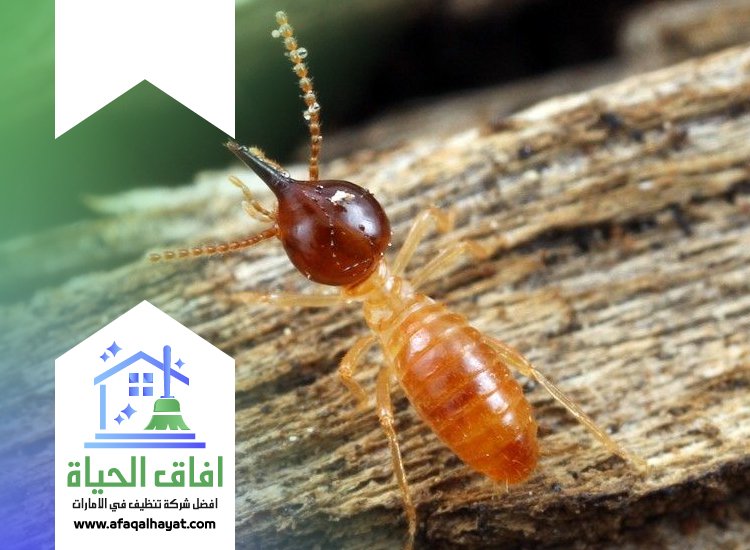 شركة مكافحة الرمة في الشارقة