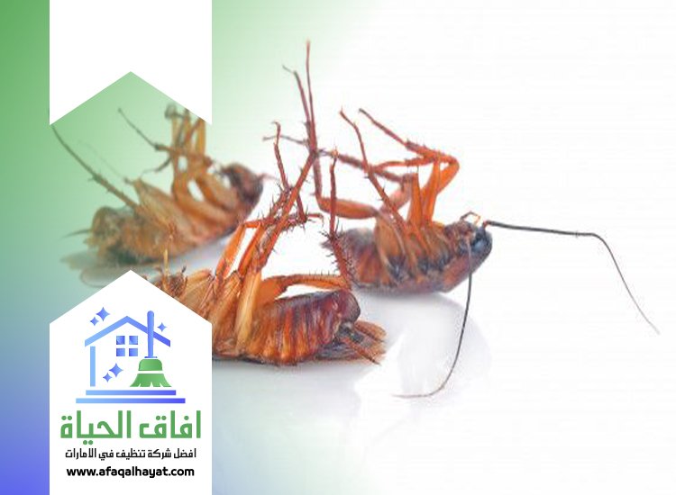 شركة مكافحة صراصير في راس الخيمة