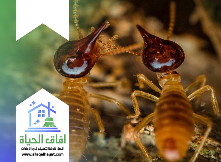 شركة مكافحة الرمة في عجمان