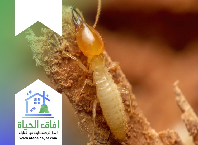 شركة مكافحة الرمة في عجمان