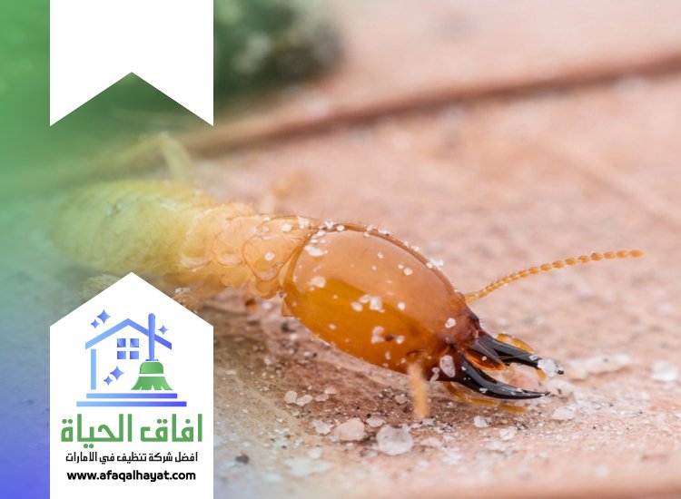 شركة مكافحة الرمة في راس الخيمة