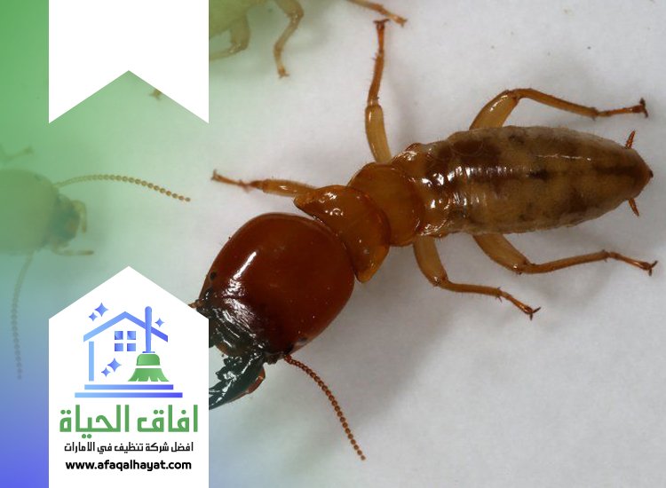 شركة مكافحة الرمة في راس الخيمة