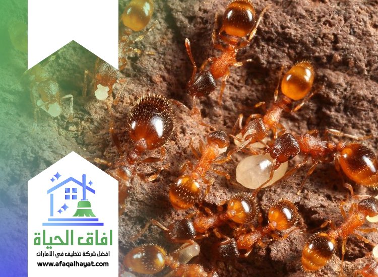 شركة مكافحة الرمة في راس الخيمة