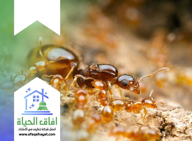 شركة مكافحة الرمة في ام القيوين